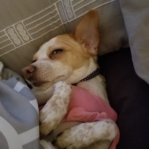 Meet your Posher, Sonya